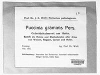 Puccinia graminis image